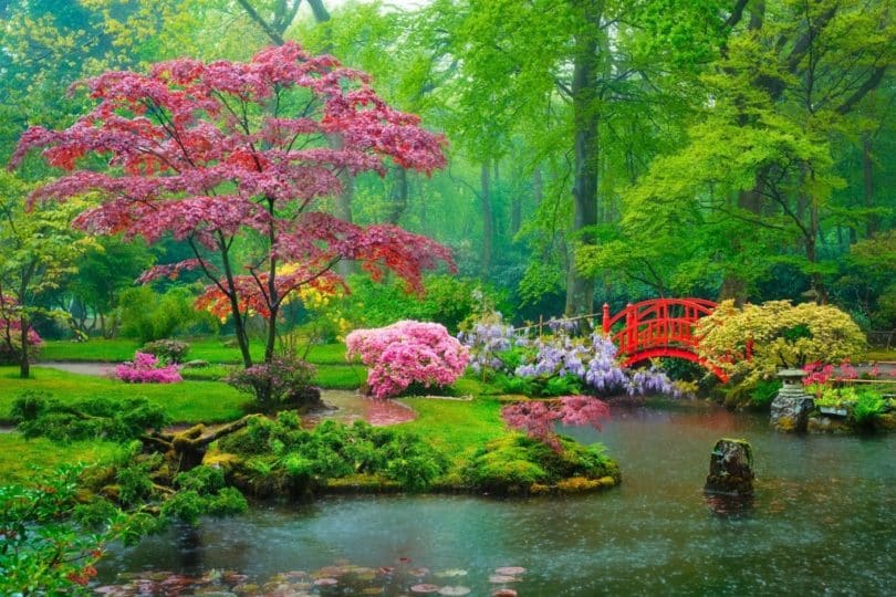 jardin japonais